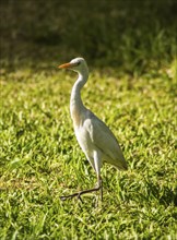 White egret along a forest near Banjul in the Gambia