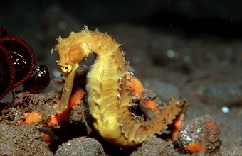 Spiny Seahorse, Hippocampus histrix, Bali, Indian Ocean, Indonesia, Asia