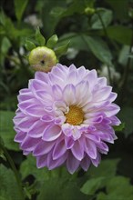 Mauve dahlia