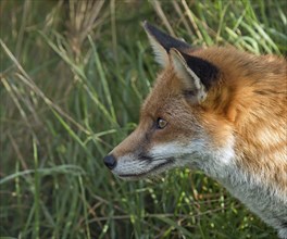 Profile head shot of adult Red Fox