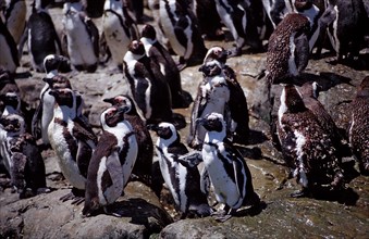 African penguins, Spheniscus demersus, South Africa, Addo Elephant National Park, St. Croix, Port