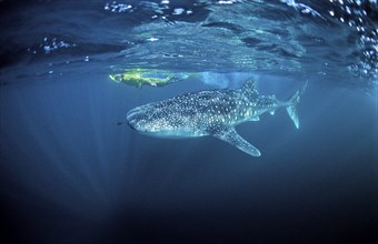 Whale shark and snorkeller, Rhincodon thypus, Djibouti, Djibouti, Africa, Afar Triangle, Gulf of