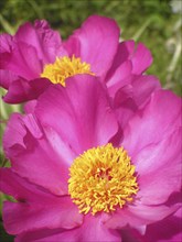 Two pink and yellow peonies