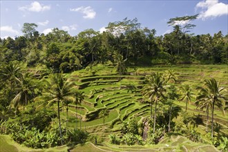 Rice terraces near Tegalalang, Oryza, Bali, Indonesia, Asia