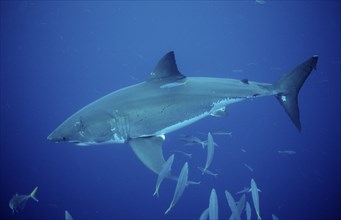 Great white shark, Carcharodon carcharias, Australia, Dangerous Reef, Neptune Island, Oceania