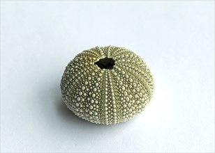 Sea Urchin shell, showing intricate pattern details