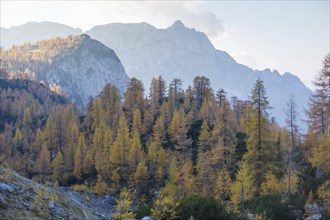 Alpine autumn landscape with yellow larch forest, near Kranjska Gora, Julian Alps, Slovenia, Europe