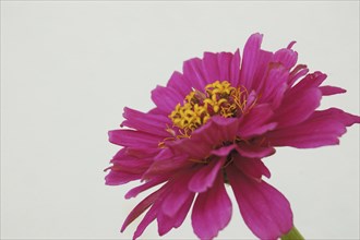 Side on closeup of pink zinnia flower with pale background