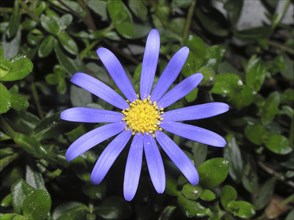 Blue daisy