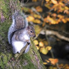 Grey squirrel perched on a small tree branch in autumn british woodland