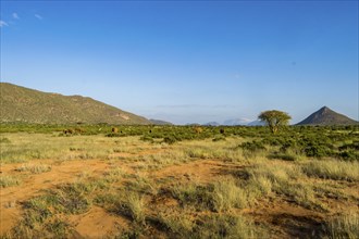 View of the savannah of Samburu Park in central Kenya with a flock of elephants in the background