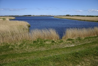 Reeds near Flügge on Fehmarn, Schleswig-Holstein, Germany, Europe