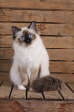 SACRED CAT OF BIRMA, SACRED CAT OF BIRMA, BIRMAN CAT, ADULT, SEAL-POINT, INTERESTEDLY