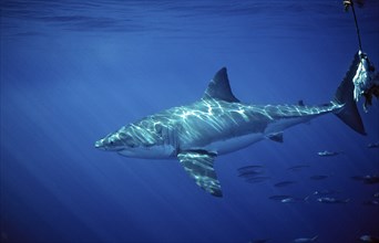 Great white shark, Carcharodon carcharias, South Africa, Dyer Island, Gansbaai, Atlantic Ocean,