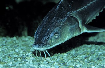 Waxdick, Russian sturgeon, sturgeon, Acipenser gueldenstaedti, Acipenser güldenstaedti, Romania,