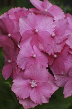 Pink hydrangea flowers