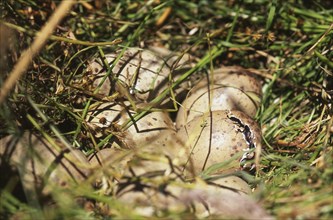 Eggs hatching in nest of the swamphen, Porphyrio porphyrio (Pukeko), West Coast, South Island, New