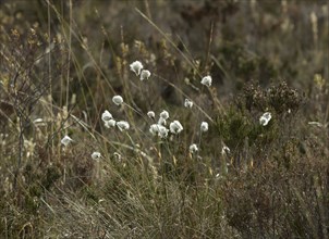 Cotton Grass on Scottish moorland