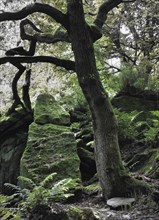 Tree and standing stone rock formation in dark green forest with moss