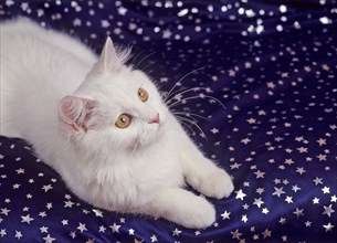 Turkish Angora, white, white, female, six months old