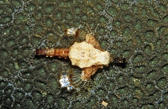 Dwarf winged horsefish, Eurypegasus draconis, Komodo National Park, Indian Ocean, Indonesia, Asia