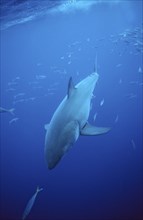 Great white shark, Carcharodon carcharias, South Africa, Dyer Island, Gansbaai, Atlantic Ocean,