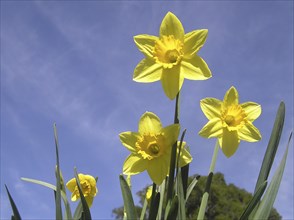 Yellow daffodils against blue sky