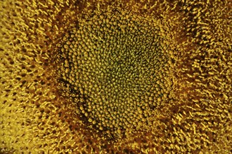 Centre of giant sunflower