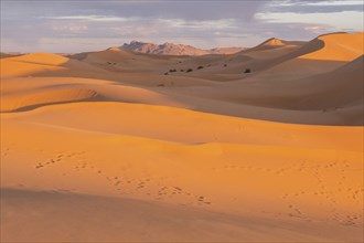 Camel and bedouin footprints on the orange sand dunes of sahara desert in morocco during sunset