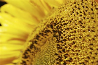 Centre of giant sunflower