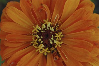 Centre of orange zinnia