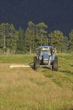 Tractor mowing pasture for silage, West Coast, South Island, New Zealand, Oceania