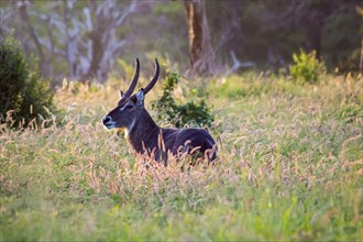 Waterbuck male, Kobus ellipsiprymnus, in the tall savannah grasses of Tsavo East Park in Kenya