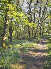 Watercolor painting of a woodland path running though a carpet of wild english bluebells and