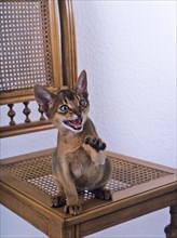 Abyssinian wild coloured, male, twelve weeks