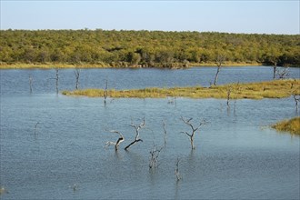 A lake with dead trees and forest background in South Africa