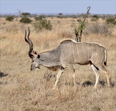 Kudu Antelope (Tragelaphus strepsiceros) in the Kruger National Park, South Africa, Africa