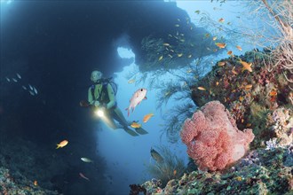 Diver and red veil tree, Dendronephthya mucronata, Maya Thila, North Ari Atoll, Maldives, Asia