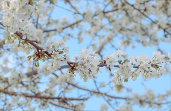 Cherry tree branch in bloom under a blue sky on a sunny day of summer