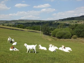 A family group of white farm goats laying down in a field in west yorkshire countryside