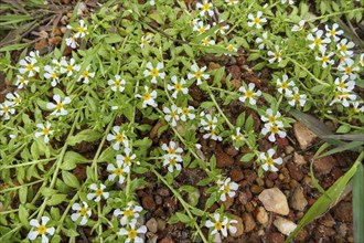 Green plant on red gravel ground with small white and yellow blossoms, Pantanal Wetlands, Mato