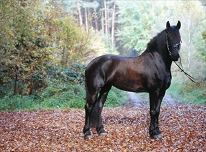 Friesian, friesian, black, horse, mare, 6-year-old