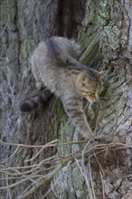 Forest cat climbs in a tree