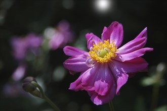 Mauve Japanese anemone