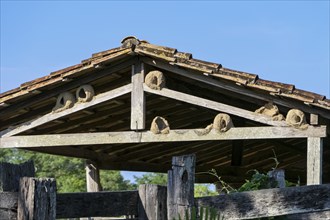 Clay nests of Rufous hornero birds in the roof of a barn in sunshine, Pantanal wetlands, Mato