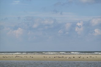 Birds resting on a sandbank by the sea under a cloudy sky, spiekeroog, east frisia, north sea,