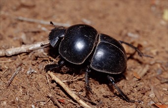 Scarab, Pachylomeras femoralis, South Africa, Addo Elephant National Park, Africa