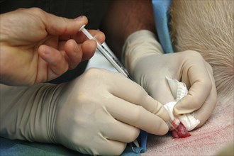 Vets implant an embryo into the uterus of a surrogate hind during an embryo transfer programme on