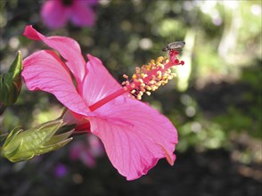 Hibiscus flower attracts insect in garden setting, Queensland, Australia, Oceania