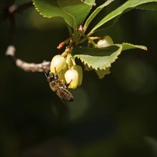 A bee feeding on yellow flowers with green leaves on a branch, set against a dark blurred